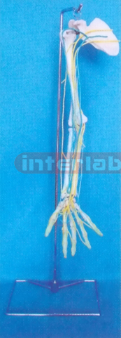 BIG LEFT ARM AND MAIN VEIN, NERVE MODEL